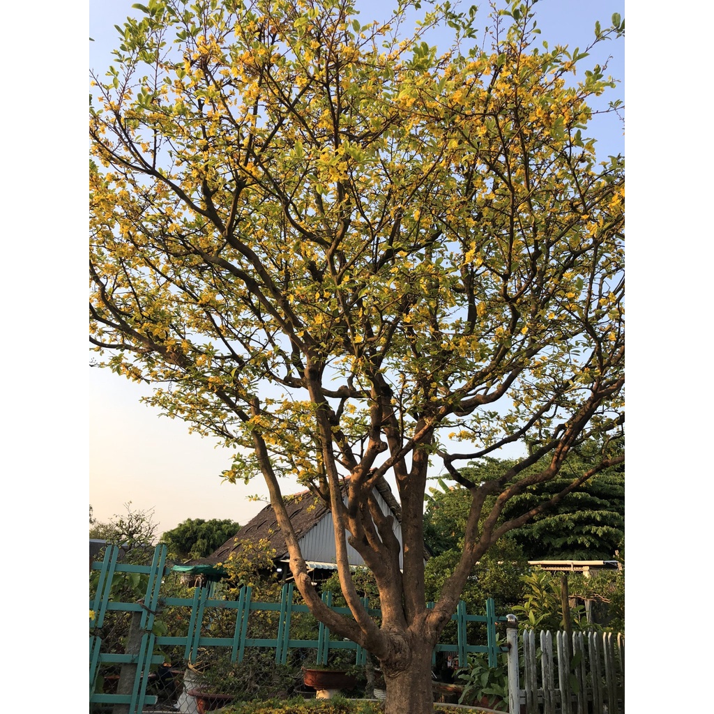 Phân Bón Rụng Lá Mai Max Flower Gói 200g - Rụng Lá Đồng Loạt Theo Cơ Chế Tự Nhiên, Không Suy Cây