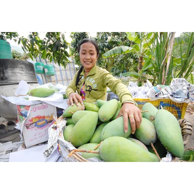 Cây Xoài Đài Loan- đem lại kênh tế cao- có quả sau 1nam