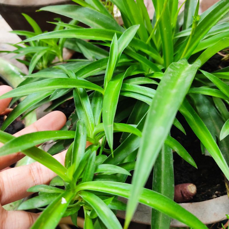 Cây cỏ nhện,dây nhện nhảy/ Lan Chi/Mẫu Tử/Điếu Lan
