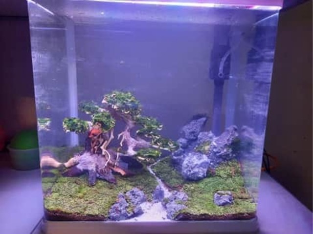 Lũa bonsai cấy rêu hồ cá số 1