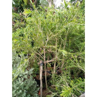 Cây hoa liễu siêu hoa