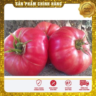 Hạt giống cà chua Hồng ( 30 hạt)