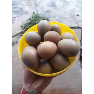 Trứng ấp chim trĩ đỏ