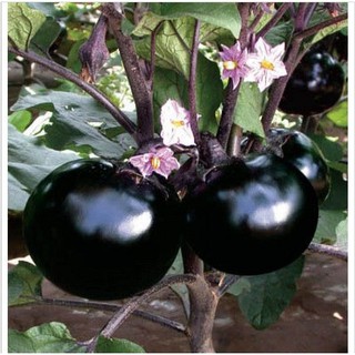 Hạt Giống Cà Tím Tròn Daimazu Nhật Bản (150 Hạt) - Dinh Dưỡng, Năng Suất Cao - MUA 3 TẶNG 1 CÙNG LOẠI