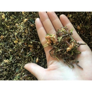 Combo Freeship 2 kg Trà Sơn mật Hồng Sâm ( Đặc sản Tây bắc)