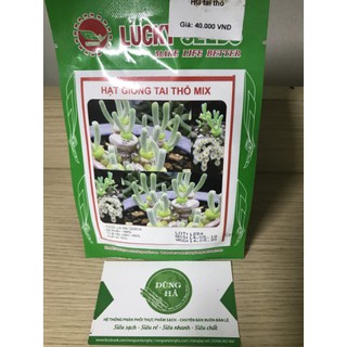 Hạt giống cây tai thỏ mix siêu xinh 5 hạt