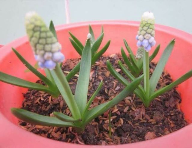 Củ hoa nho lục bình