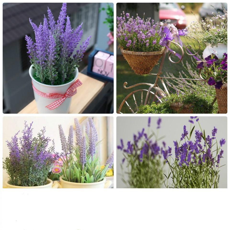 Hạt Giống Hoa Oải Hương 4 mùa/Lavender (30 hạt) ĐẾN MÙA TRỒNG TẾT  KHUYẾN MẠI SHOP MỚI HẠ GIÁ SỈ