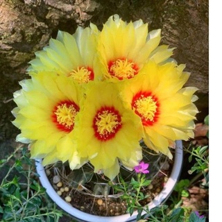 xương rồng hamato..