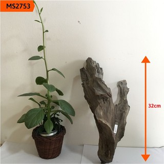Gỗ lũa thủy sinh, lũa hồ cá, lũa bán cạn, tiểu cảnh cho bể vừa và lớn