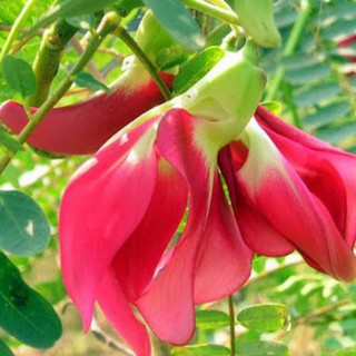 Hạt giống So đũa gói 2gr