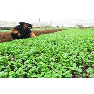 Hạt giống rau mùi tía (20G)