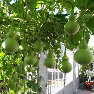 1 gói hạt giống bầu hồ lô