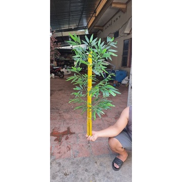 Cây trúc giả - khóm 3 cây cao 75-90cm