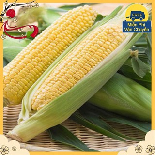 Hạt Giống Ngô Ngọt F1