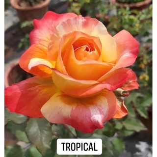 Hoa hồng ngoại rễ trần chọn màu thoải mái
