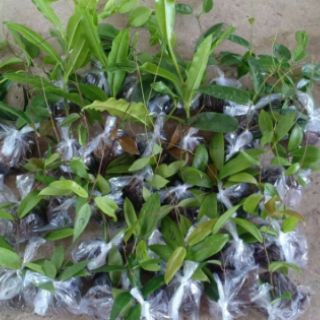 Cây giống cẩm cù thơm