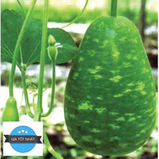 5 hạt giống bầu tròn
