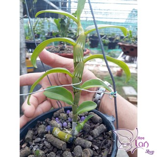 Lan Phi Điệp 🍀FREESHIP🍀 5 Cánh Trắng Phú Thọ [ Ươm Kie ]
