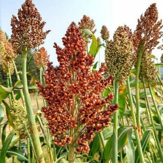 Hạt bo bo (hạt ý dĩ)