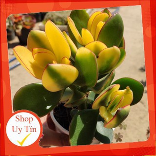 Thạch bích var trung🍏 |FREESHIP| 🔥 XỨ NÓNG, ĐÃ THUẦN KHÍ HẬU, KHOẺ ĐẸP 🍏 LỖI 1 ĐỔI 1