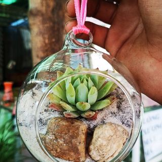 Chậu thủy tinh có móc treo