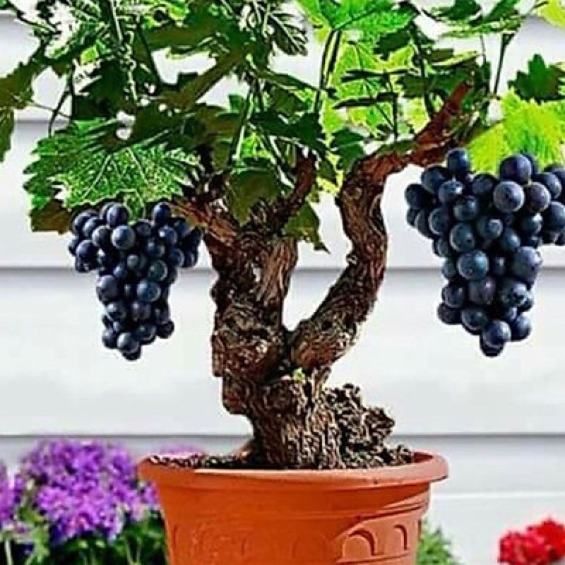 Hạt giống nho lùn F1