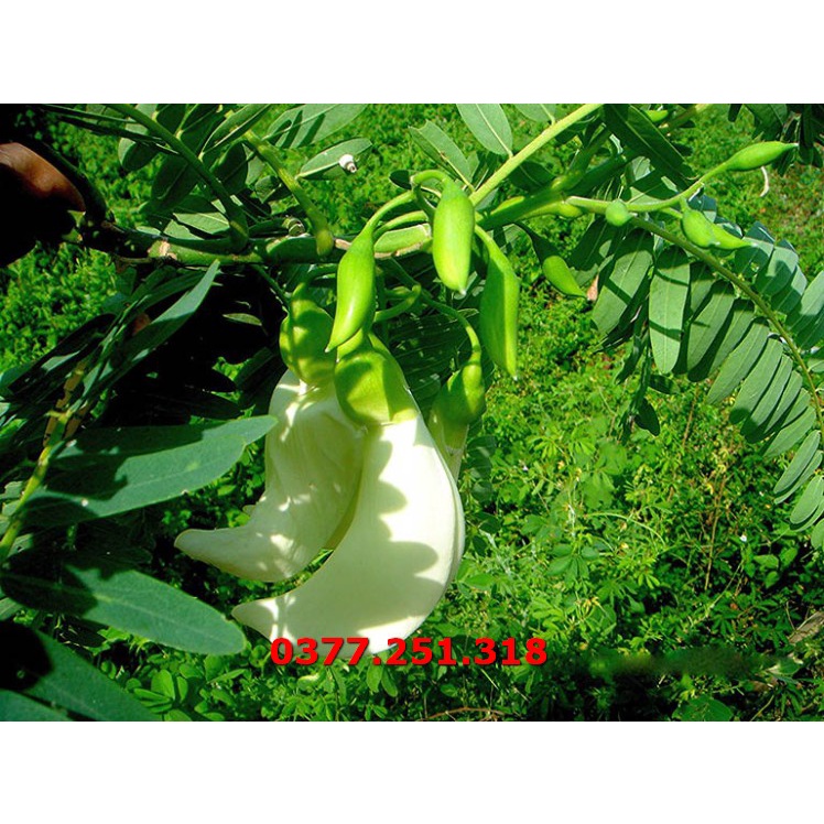 Gói 200g Hạt Giống Cây So Đũa   - Hạt Giống Cỏ Chăn Nuôi Dê, Bò, Ngựa, Trâu, Cá