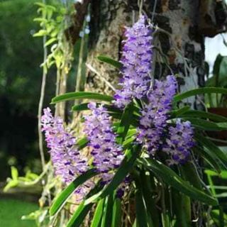 Hoa lan hải yến chậu 2 cây