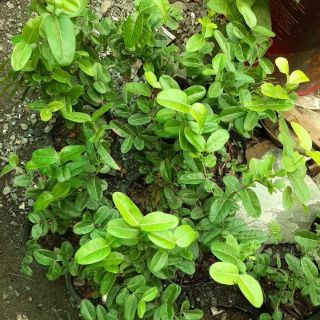 Cây sirô ( hơn 50cm )