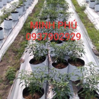 TÚI TRỒNG CÂY NILONG 2 DA SIÊU BỀN