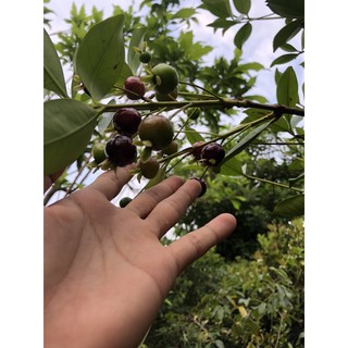 CHERRY BRAZIL