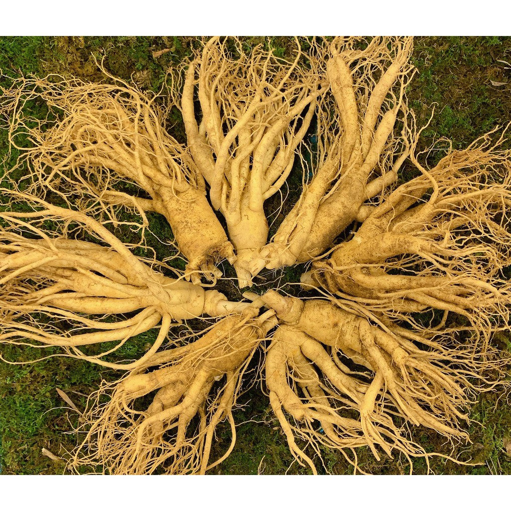 0.5kg Nhân Sâm Hàn Quốc 8 củ/kg - 6 năm tuổi. Anana Nhân Sâm Korea
