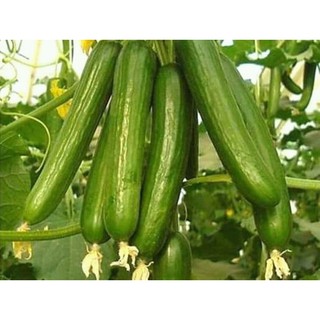 HẠT GIỐNG DƯA CHUỘT CHÙM