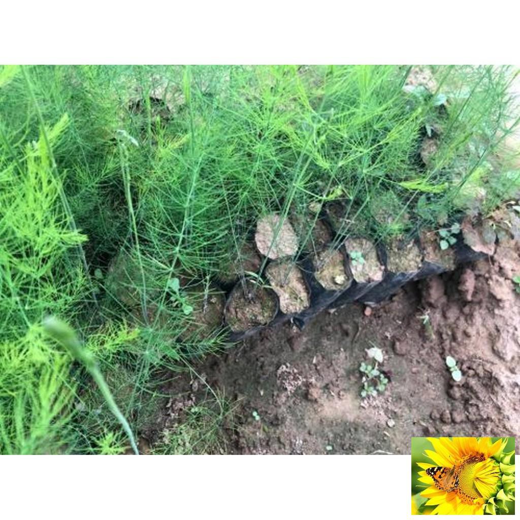 100 Hạt giống Măng tây xanh