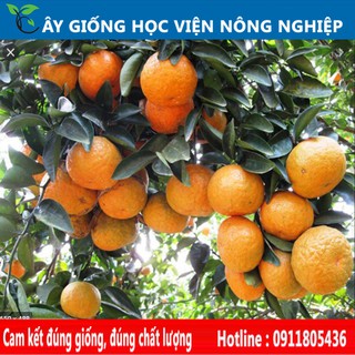 giống cam sành Hà Giang