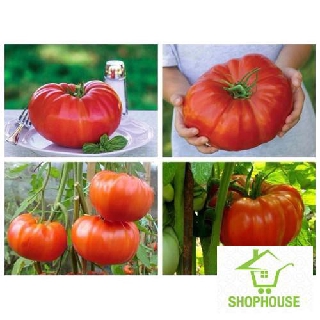shophouse 30 hạt giống cà chua khổng lồ  SHOP HOUSE  TẾT KHUYẾN MẠI