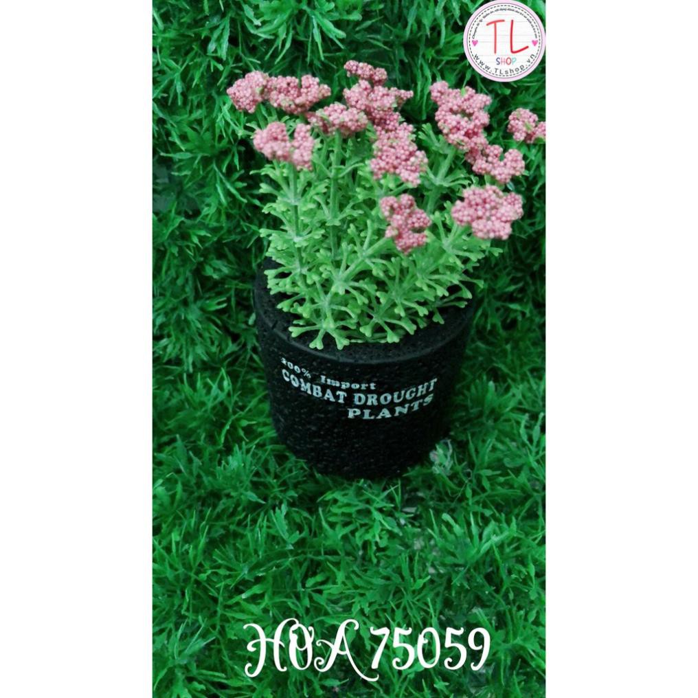 Chậu hoa bi hồng xinh xắn