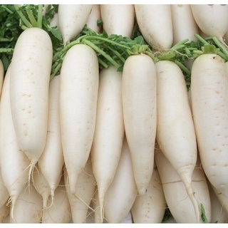 Củ cải trắng Đà Lạt