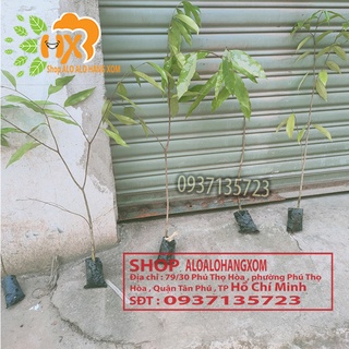 combo 5 cây trầm hương ( cây giống )