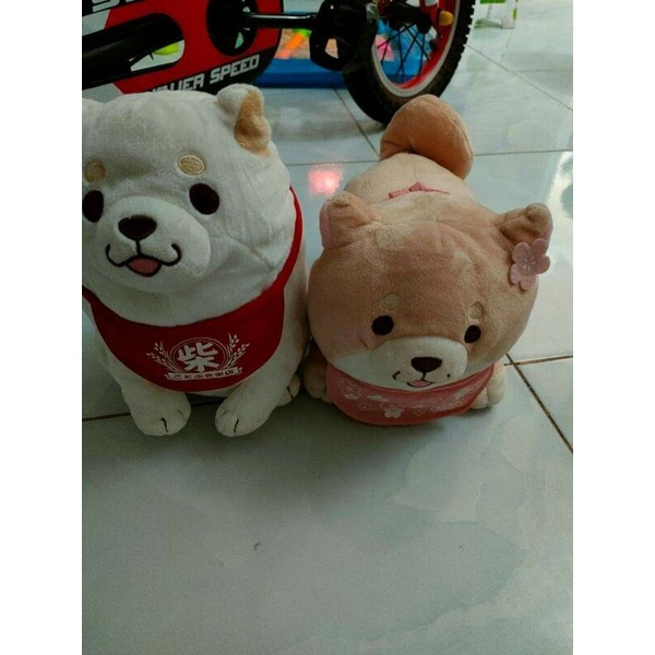 2 bé chó siba yếm.