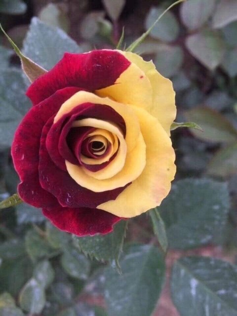 Gốc Hoa hồng ngoại đủ màu bao chuẩn màu đẹp.