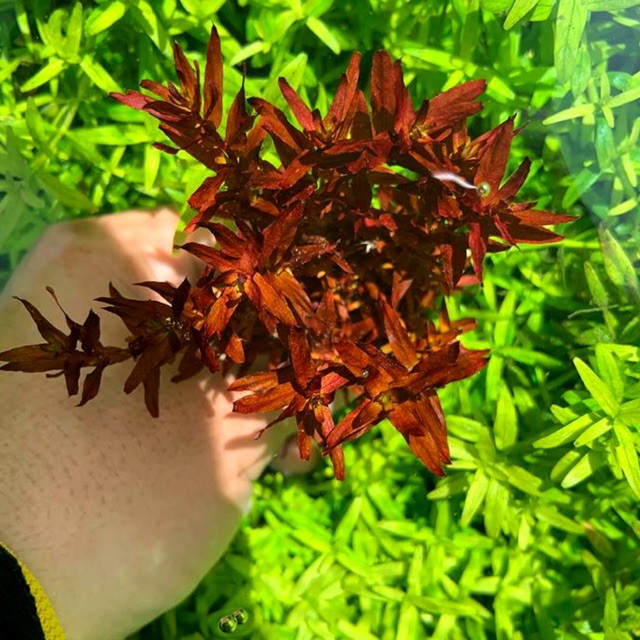 Mini Butterfly - Hồng hồ điệp lá hẹp mini 40k/10 ngọn