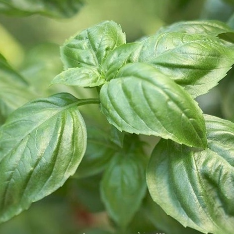 Hạt Giống Húng Tây - - tặng kèm thuốc kích mầm