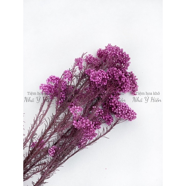 Hoa Gạo khô baby nhiều màu - Hoa khô handmade decor trang trí