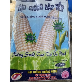 1 Kí Hạt Giống Bắp Nù Sữa