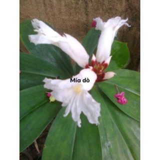 Cây mía dò giống