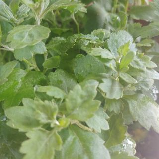 Cây giống cúc mâm xôi vàng