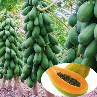Hạt Giống Đu Đủ Ruột Vàng