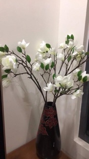 Mộc lan cành cao 80cm